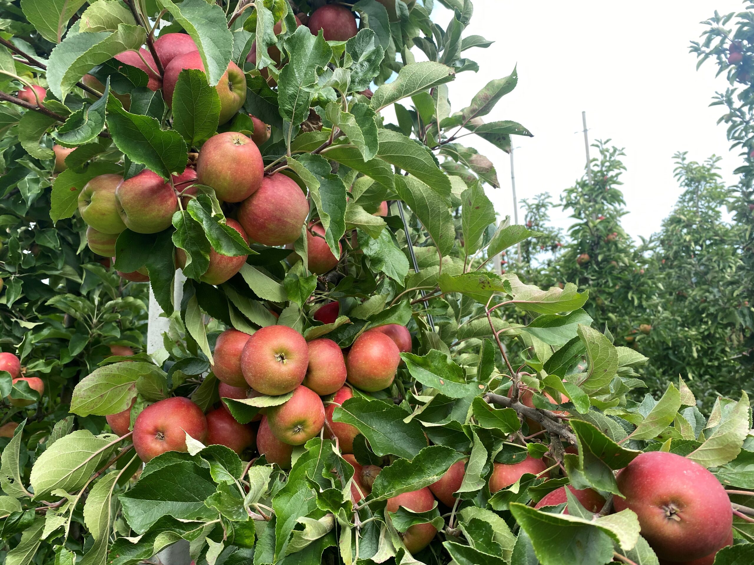 fruit appeloogst buren