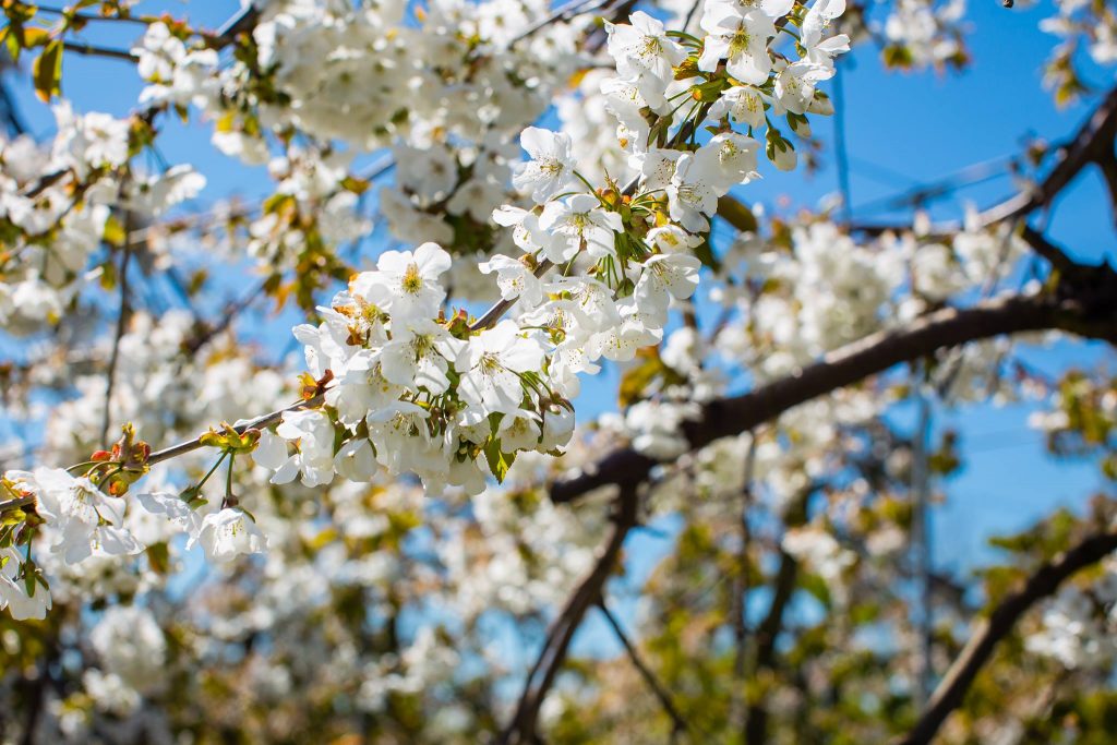 bloesem-betuwe-1-1024×683 bloesem in de betuwe